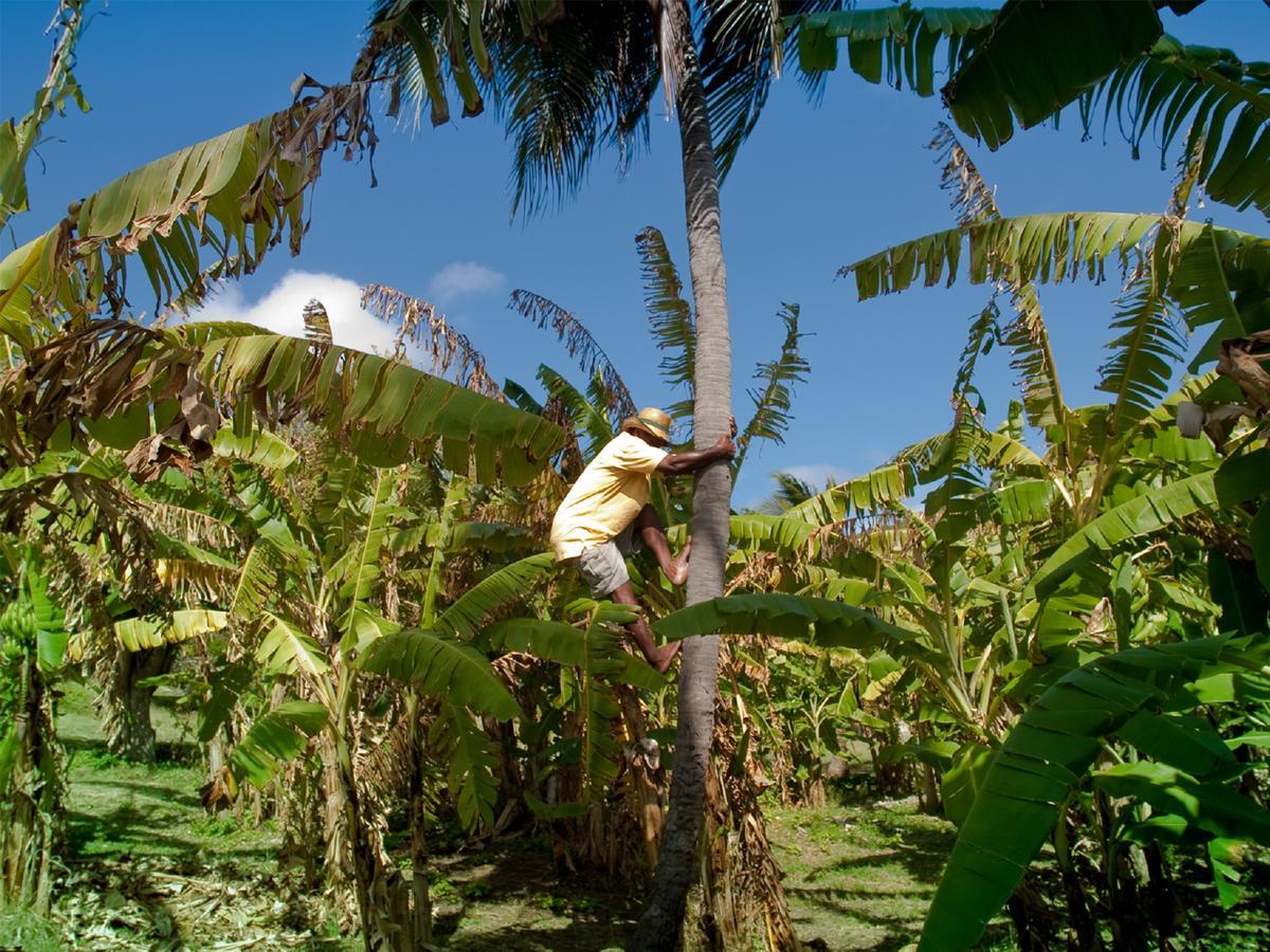 Hotel Firefly Estate Bequia Crescent Beach Exterior foto